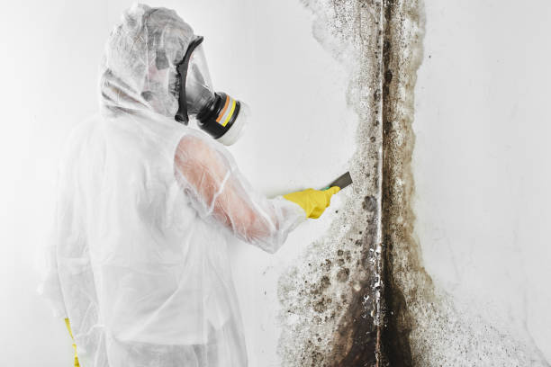 Mold Documentation for Insurance Claims in Williamson, AZ